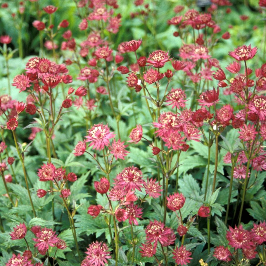 Астранция Astrantia Ruby Wedding