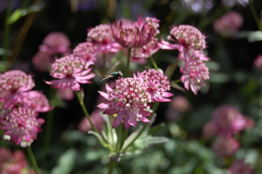 Астранция Венеция