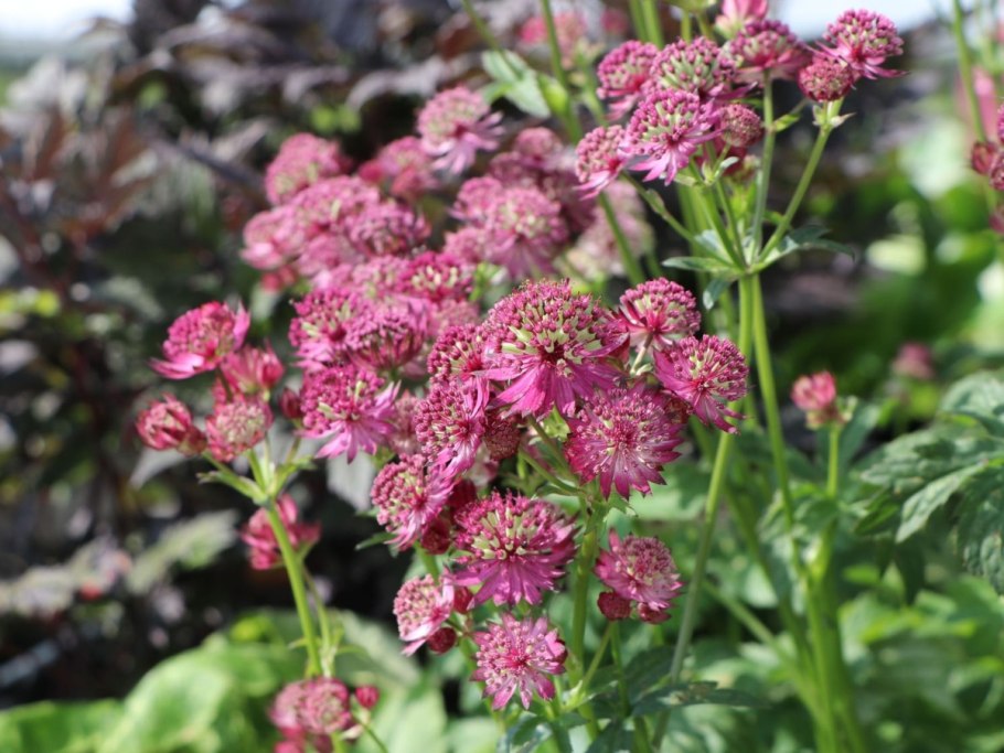 Астранция крупная (Astrantia Major)