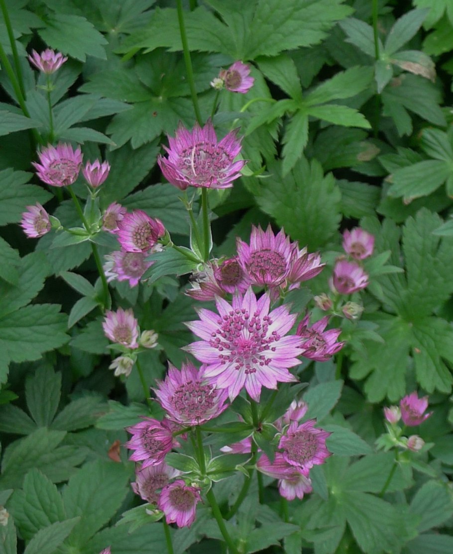 Астранция крупная Руби Веддинг