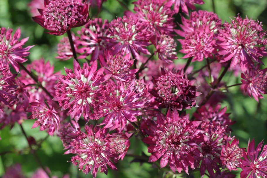 Астранция ‘Ruby Star’