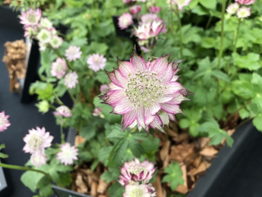 Astrantia major star of beauty