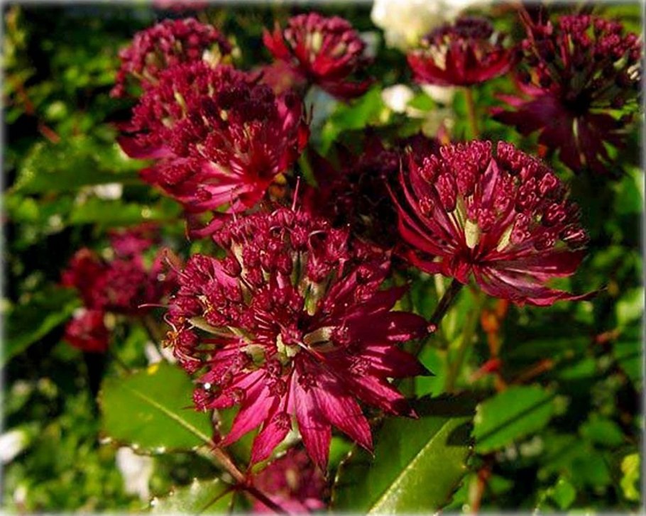 Астранция major ‘claret’