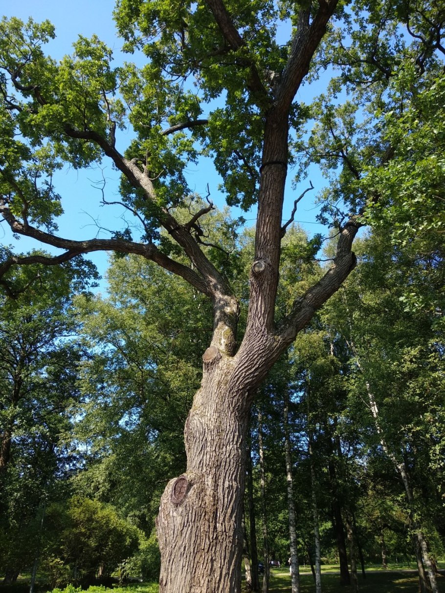 Дуб великан Молдаванское