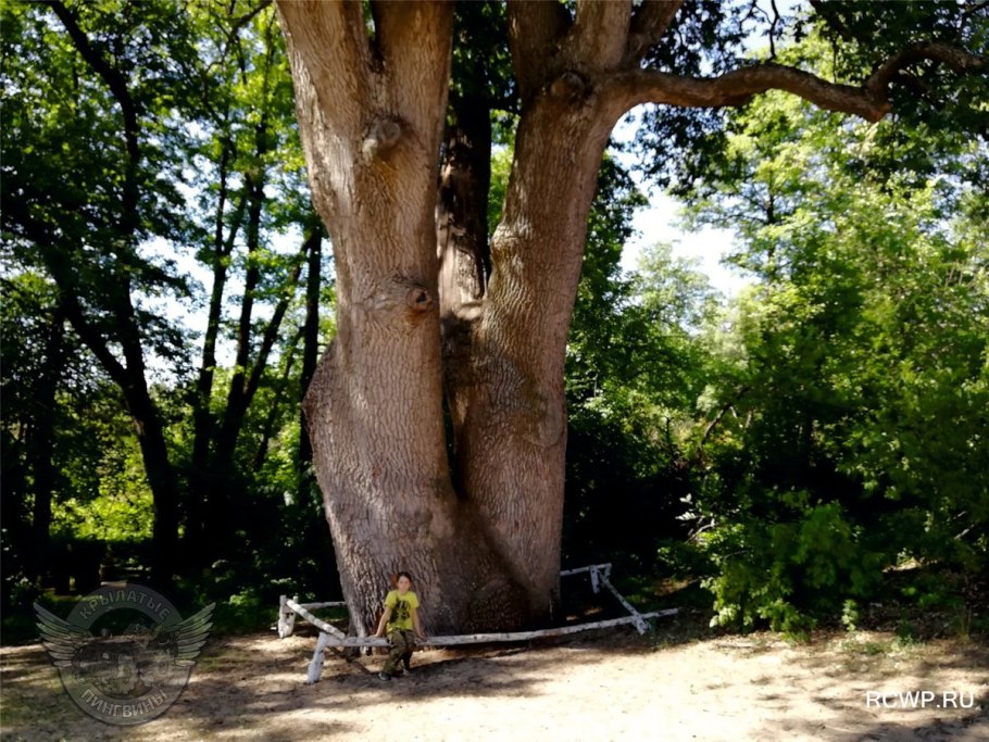 Шолоховский дуб