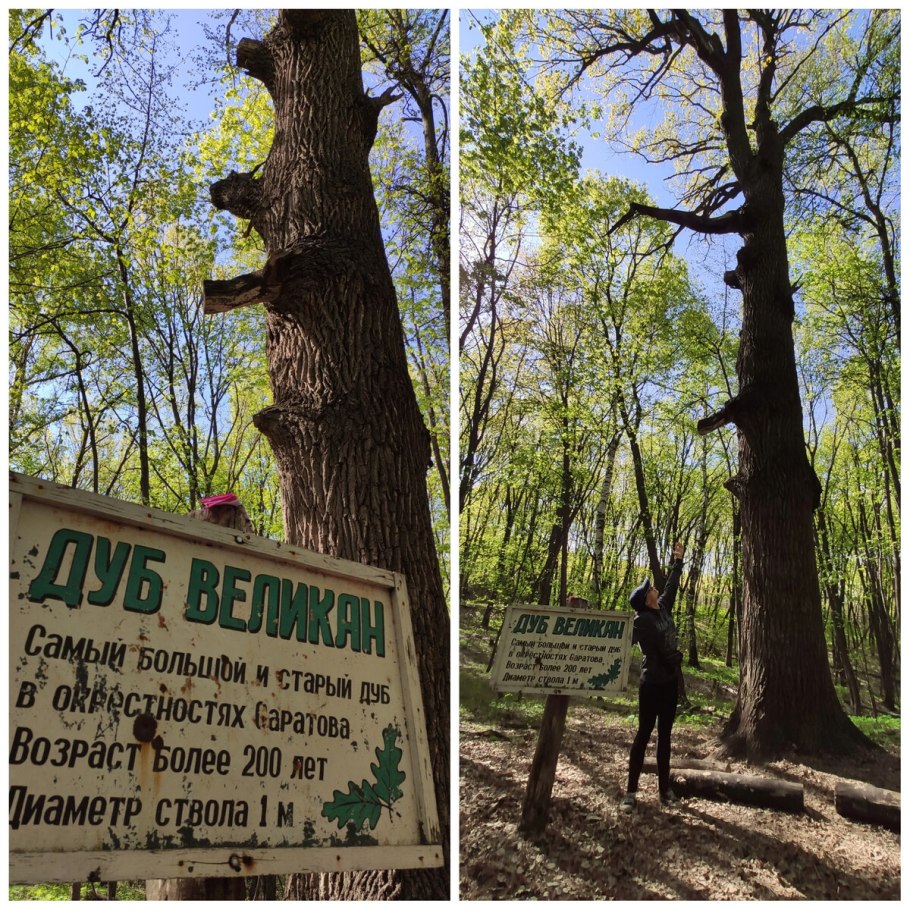 Дуб великан Агой