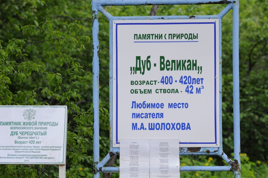 Дуб великан Саратов Кумысная Поляна