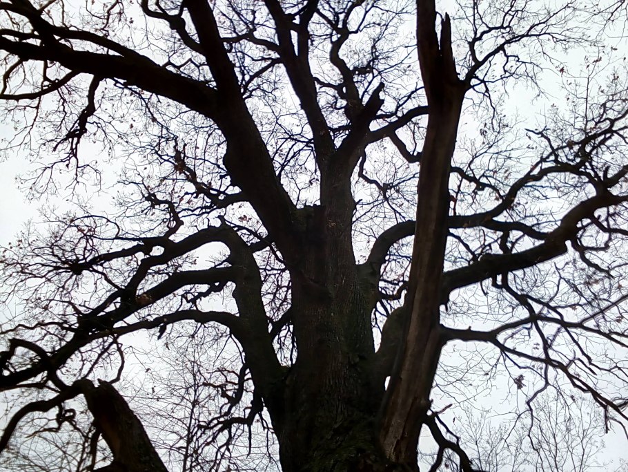 Адлер деревья вековые Платан