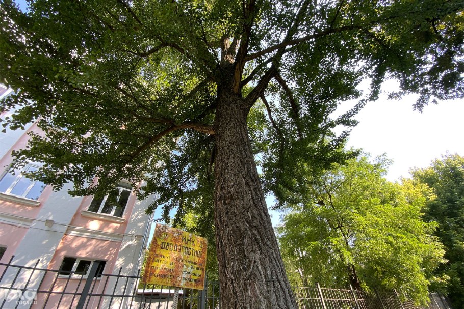 Дуб великан краснодар