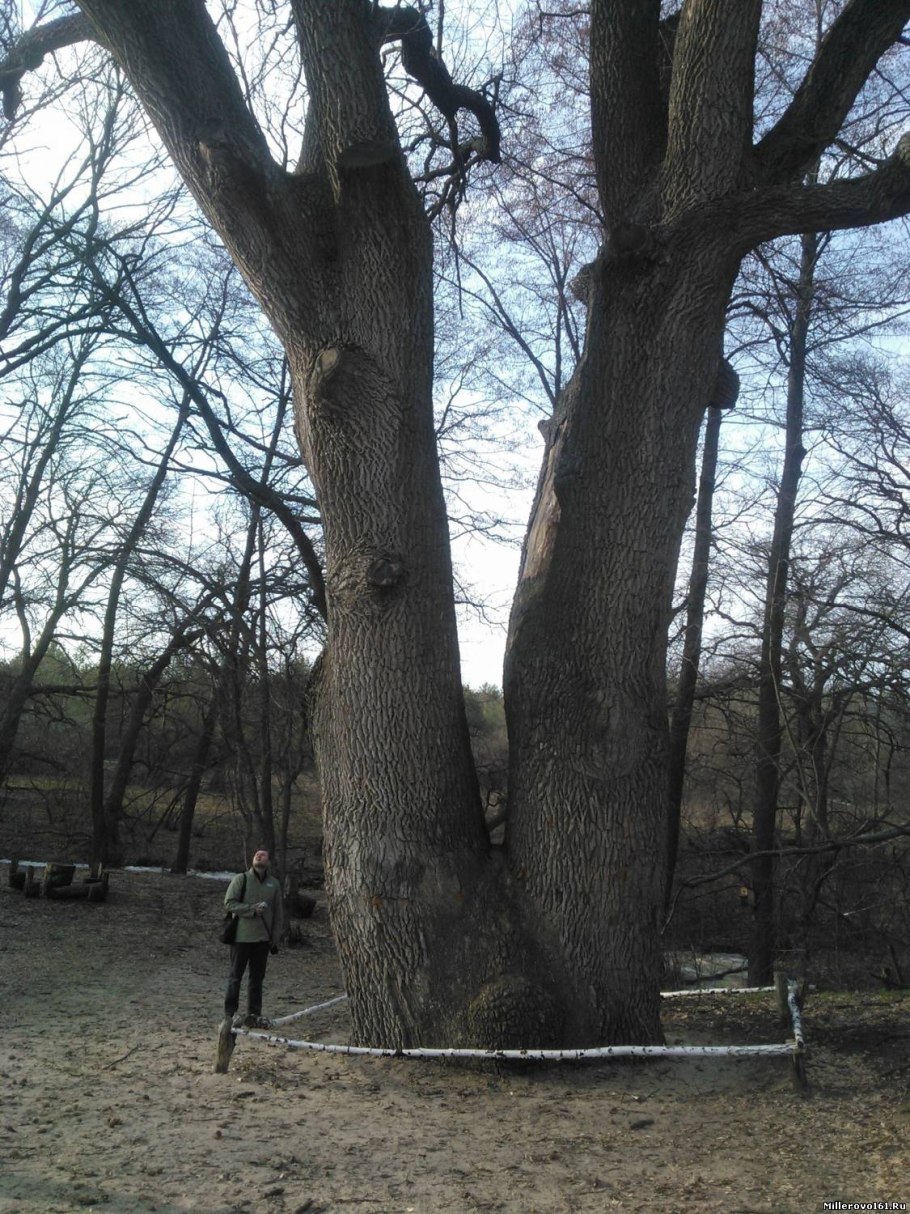 Коэн дерево