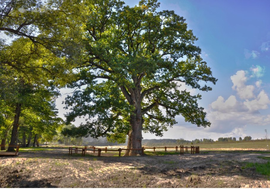 Платан Краснодар дерево