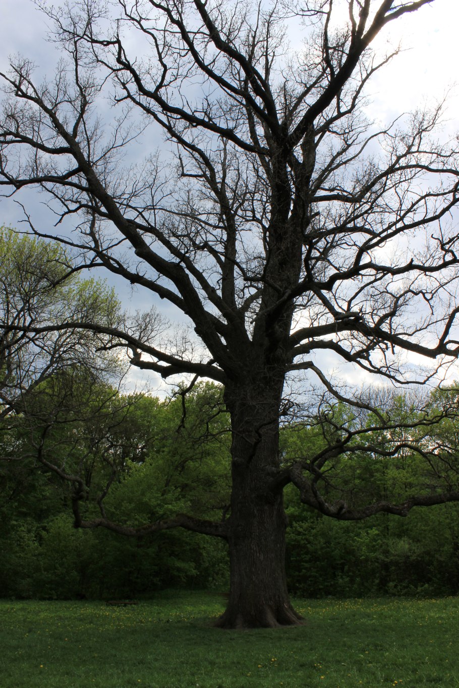 Дуб великан Небуг