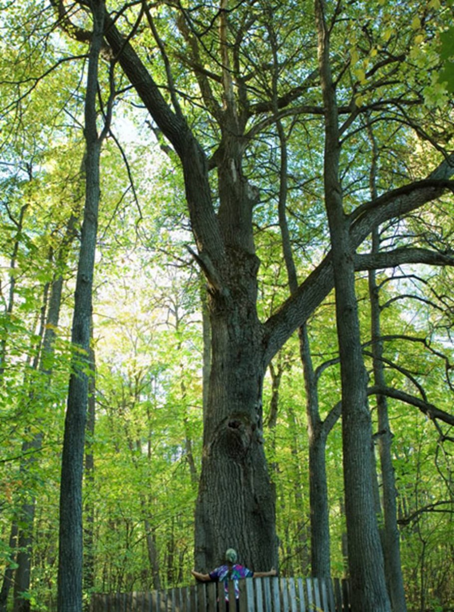 Дуб великан саратов кумысная поляна