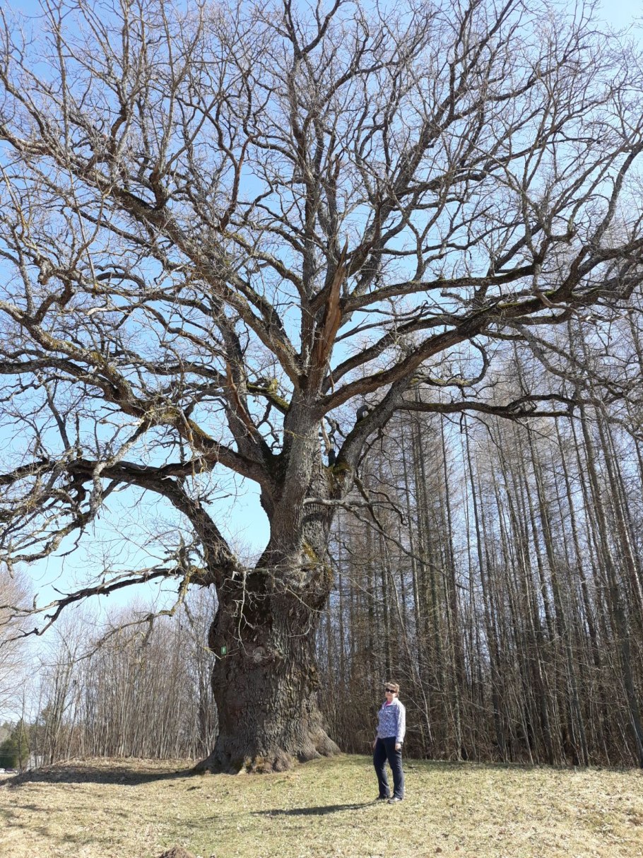 Бундин дубы Астраханской области