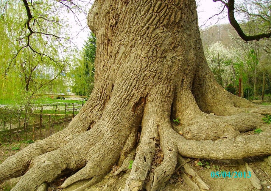 Дуб великан агой