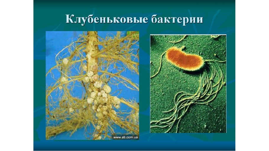 Азотфиксирующие клубеньки