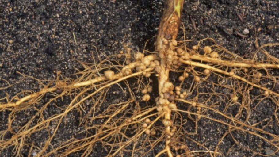 Горох Вика Люпин донник люцерна