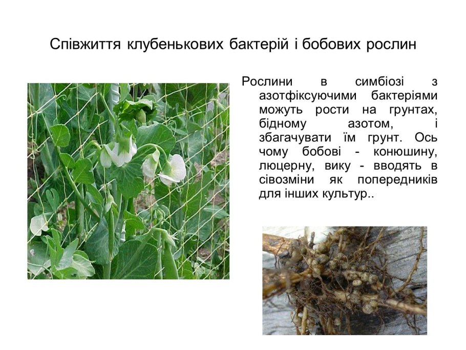 Азотфиксирующие бактерии симбиоз