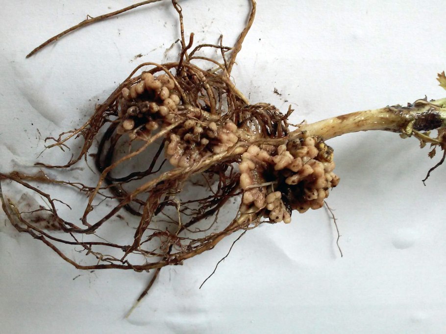 Корневые клубеньки