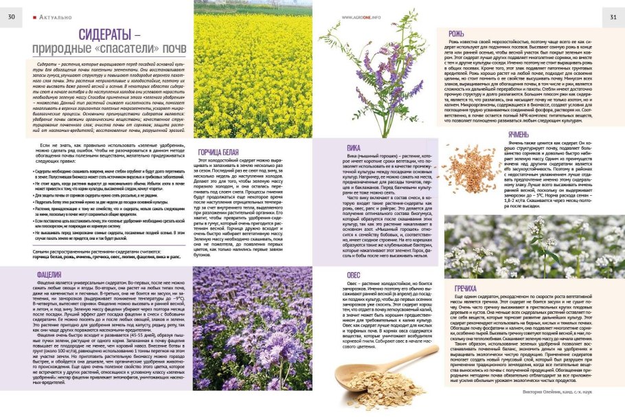 Бобы однолетние или многолетние