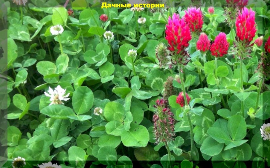 Клубеньковые бактерии ризобиум