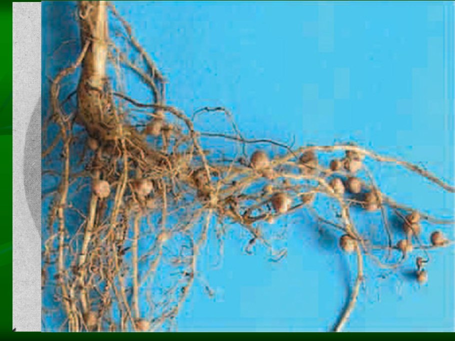 Горох обыкновенный