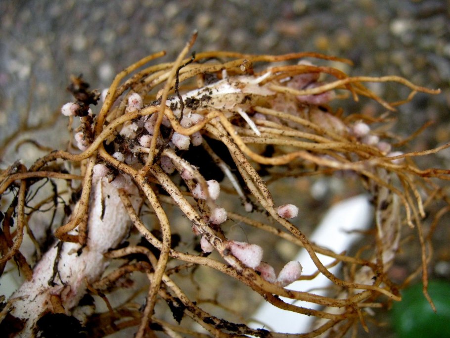 Бактерии рода Rhizobium