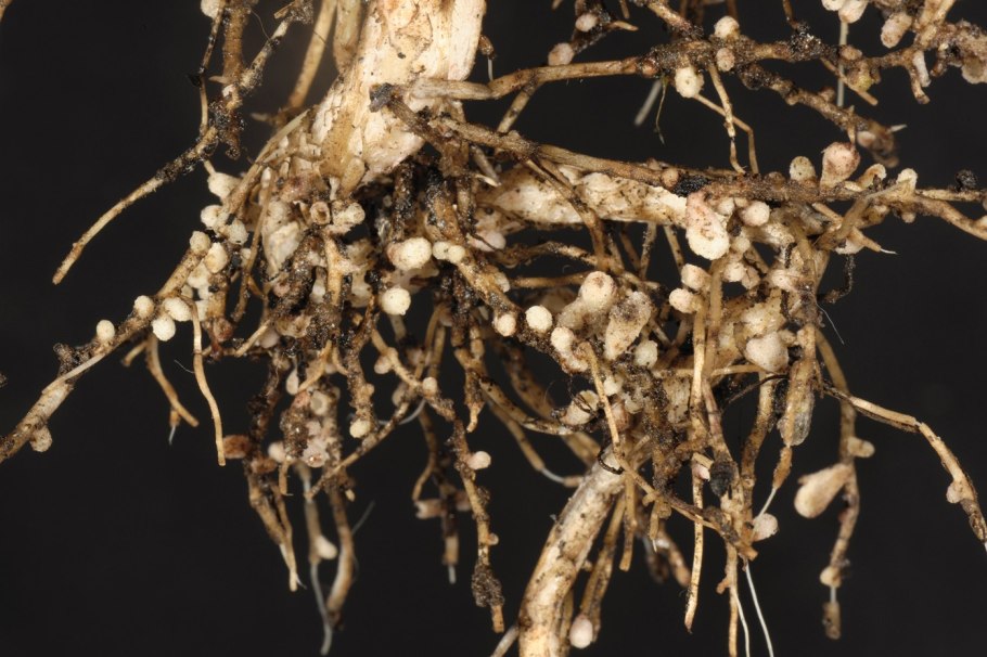 Бактерии рода Rhizobium