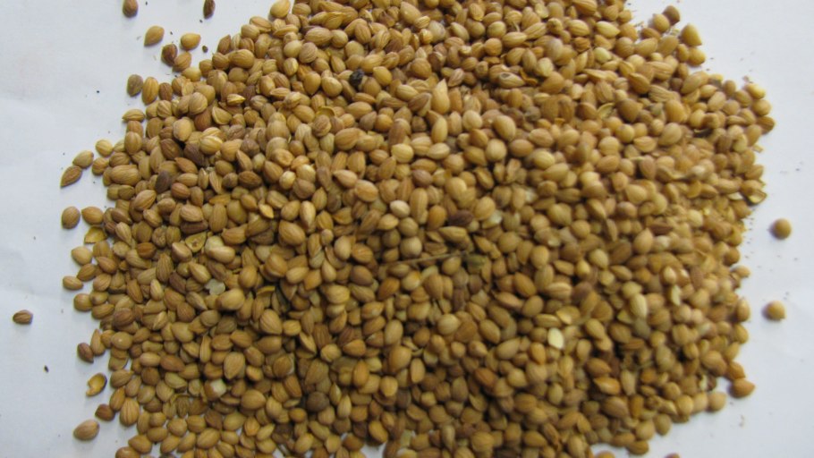 Бобы конские (Faba Beans)