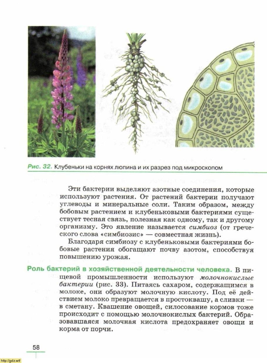 Клубеньковые азотфиксирующие бактерии