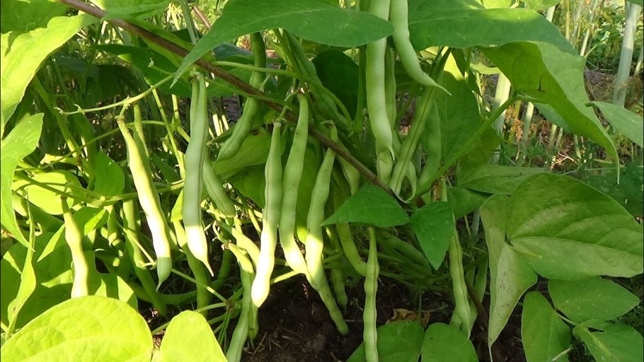 Овёс злаковое растение