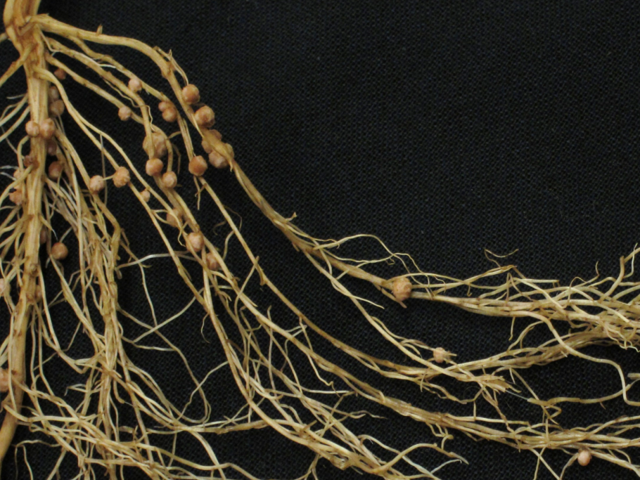 Сенной и голубой пажитник