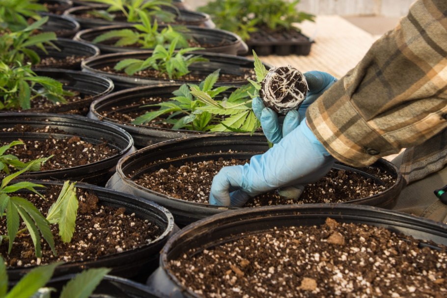 Люцерна зеленое удобрение