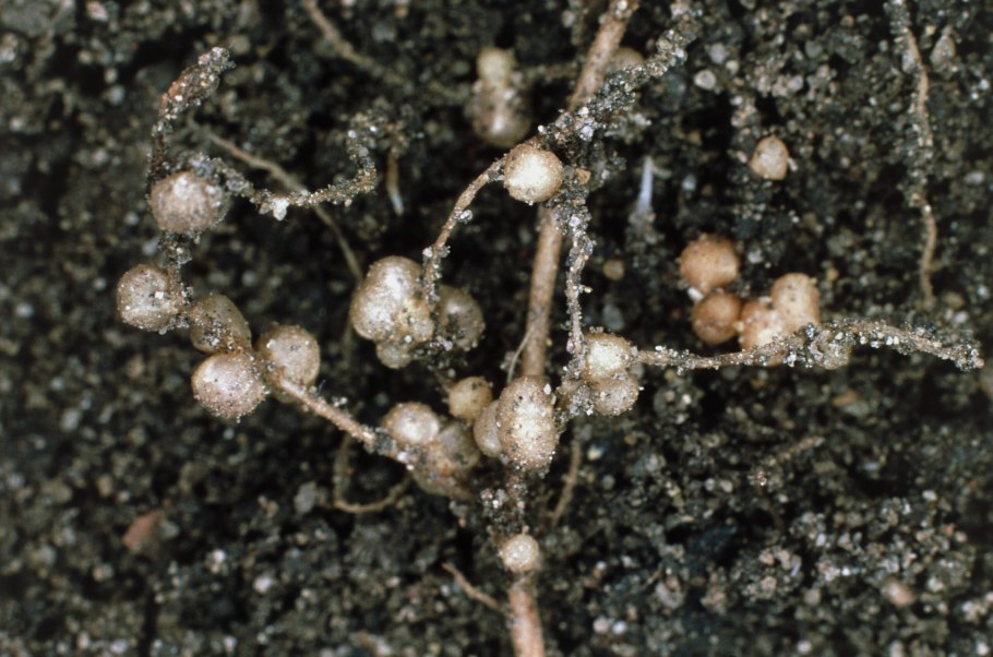 Клевер - клубеньковые азотфиксирующие бактерии