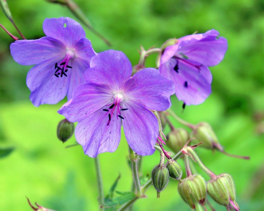 Герань Луговая журавельник Луговой