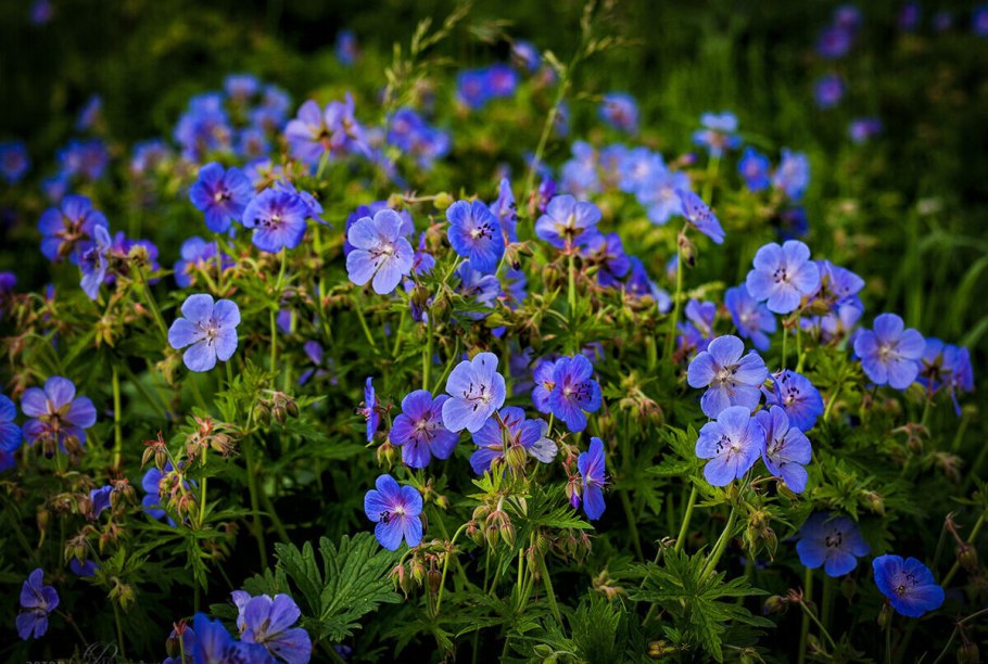 Герань Садовая «Блю Санрайз».