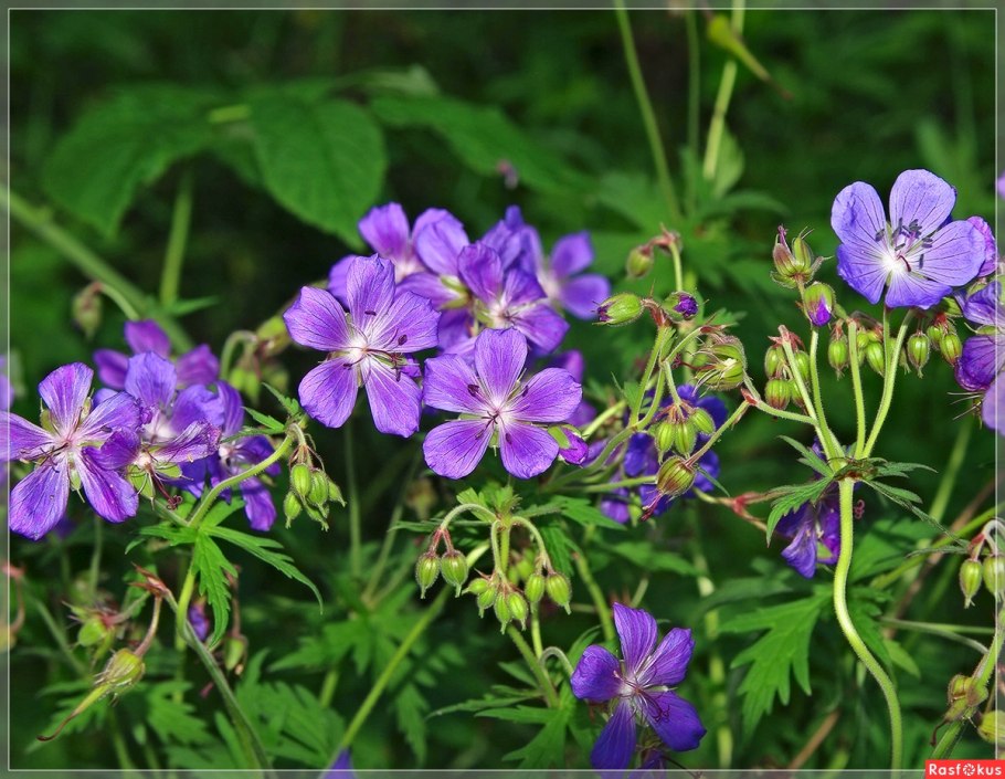 Герань Луговая Вайолет