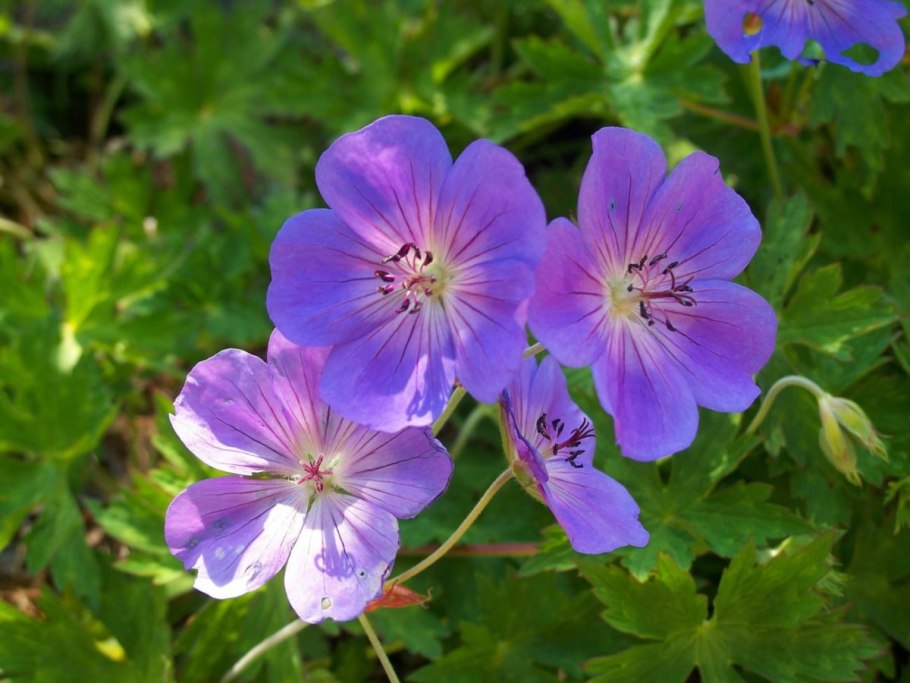 Герань Луговая журавельник Луговой