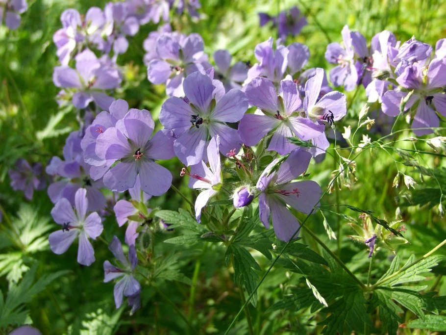 Герань Лесная Geranium sylvaticum l.