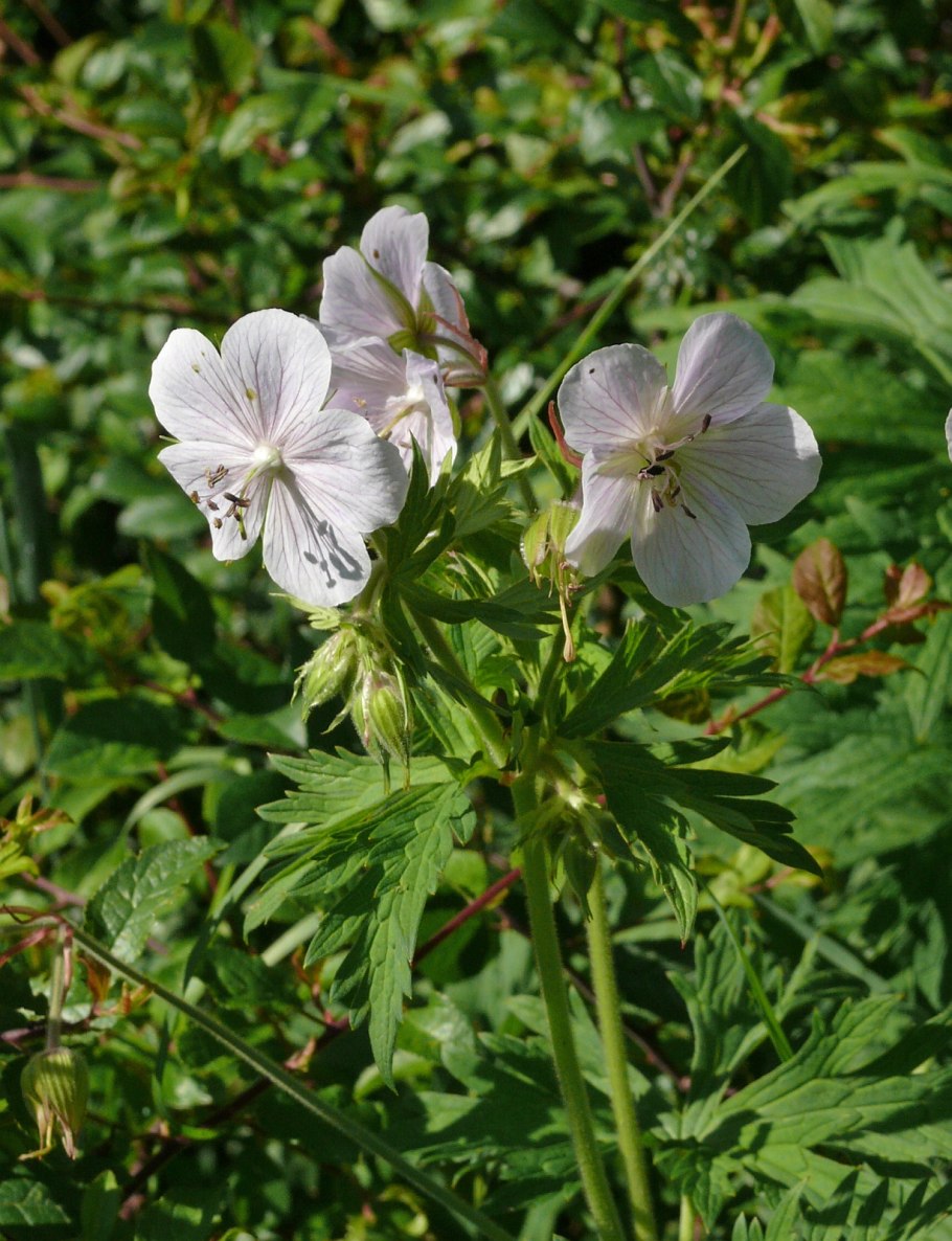 Барвинок герань Луговая