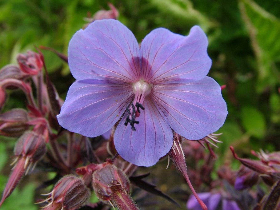 Geranium pratense растение