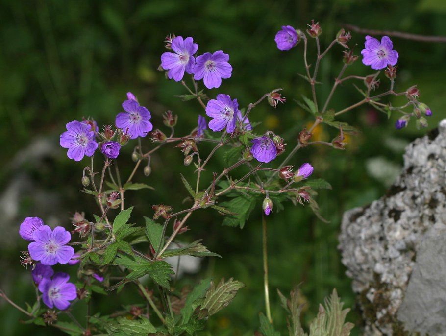 Герань Сибирская