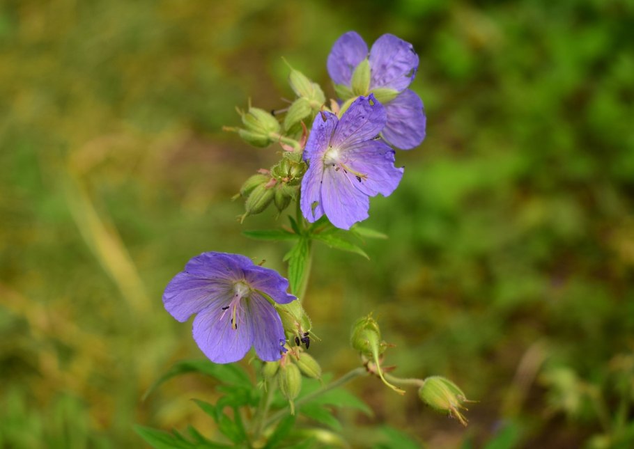 Geranium sylvaticum