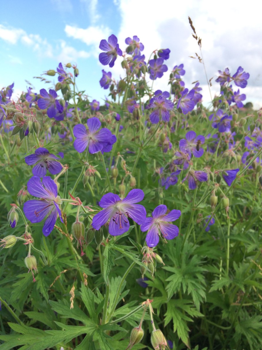 Соцветие герани Луговой