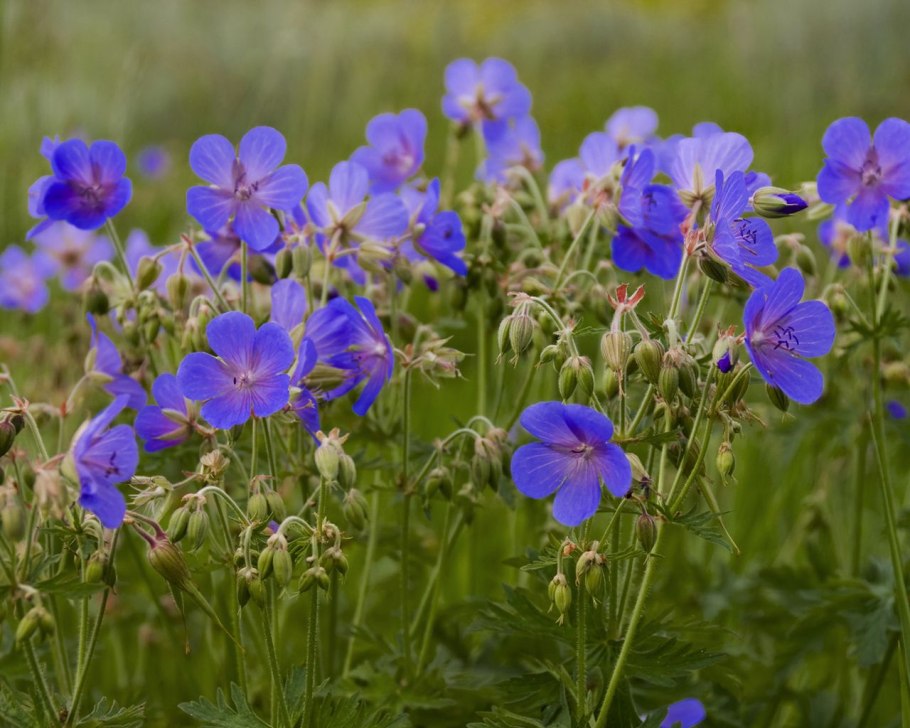Герань Луговая Geranium pratense "Algera Double