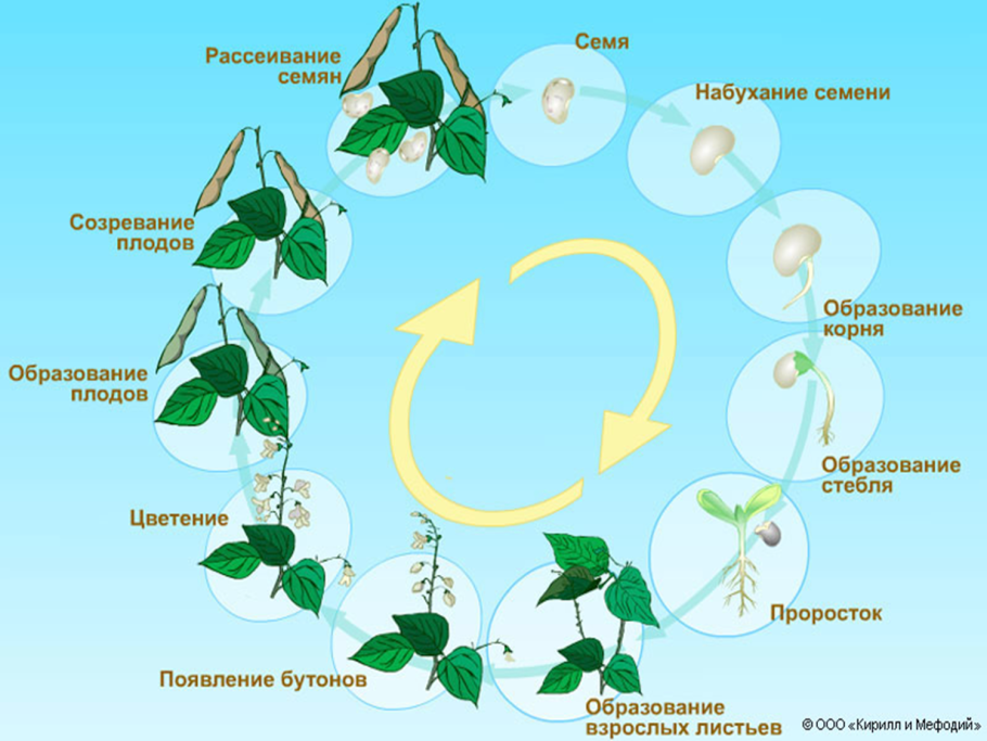 Этапы развития растений