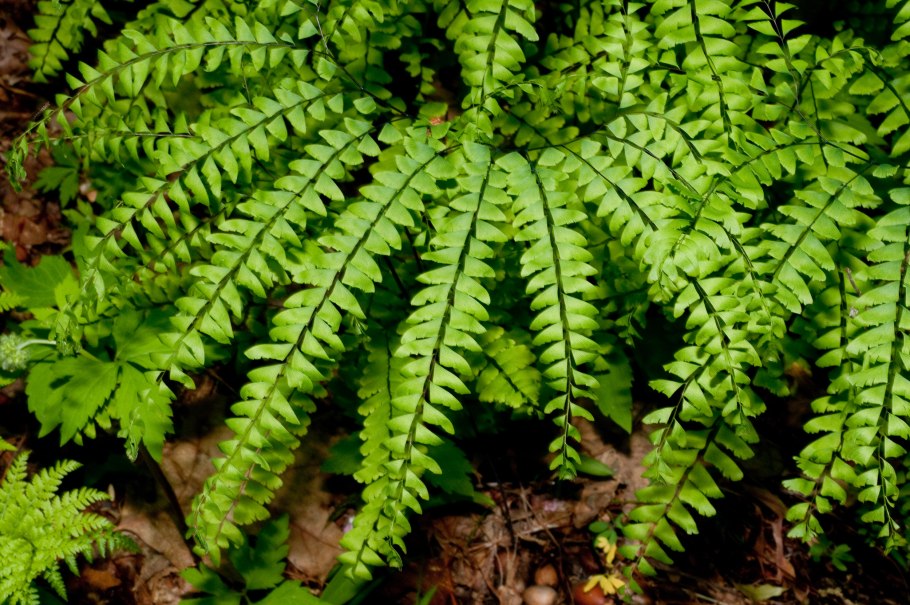 Адиантум стоповидный