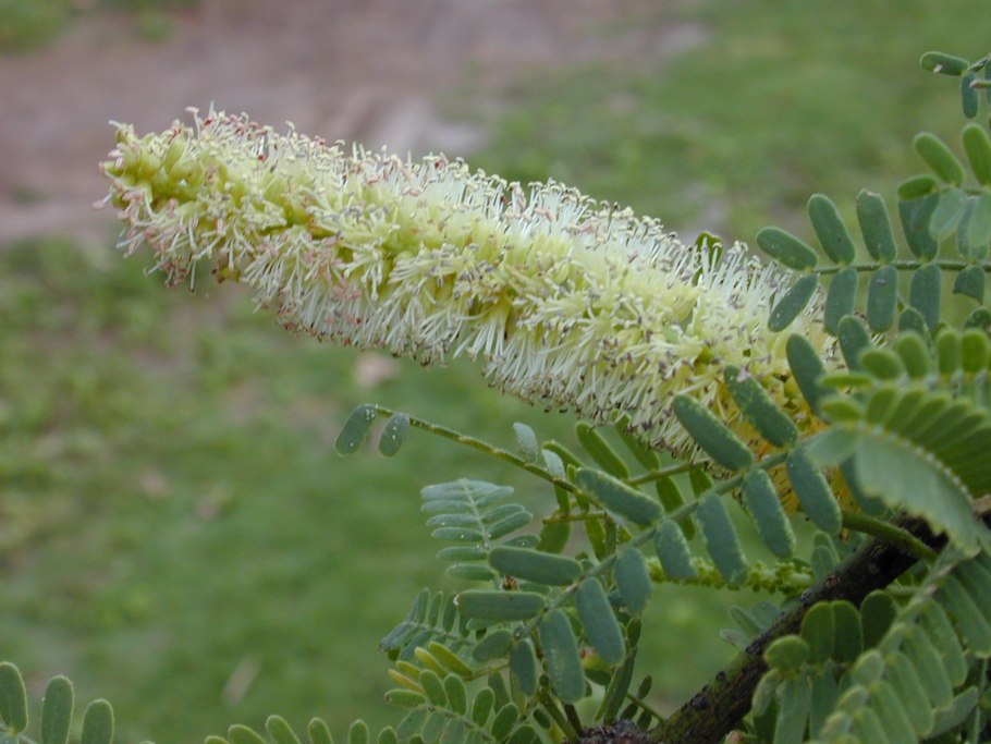 Mimosa tenuiflora
