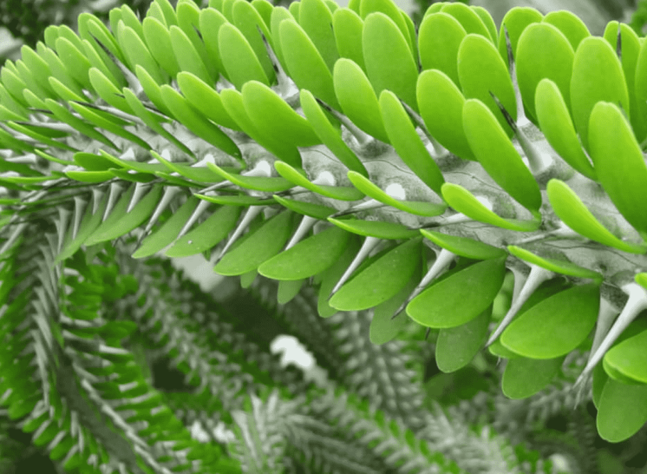 Нефролепис Глориоза