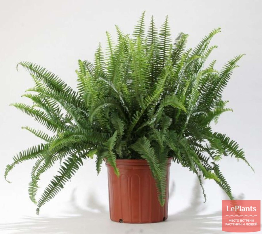 Хвощ полевой